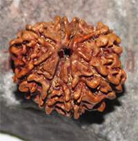 8 mukhi 203- 21.2mm